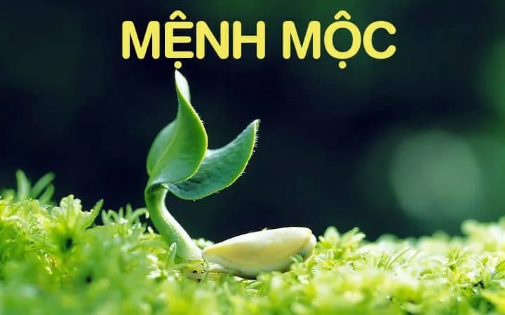 Mệnh mộc chọn vòng phong thủy
